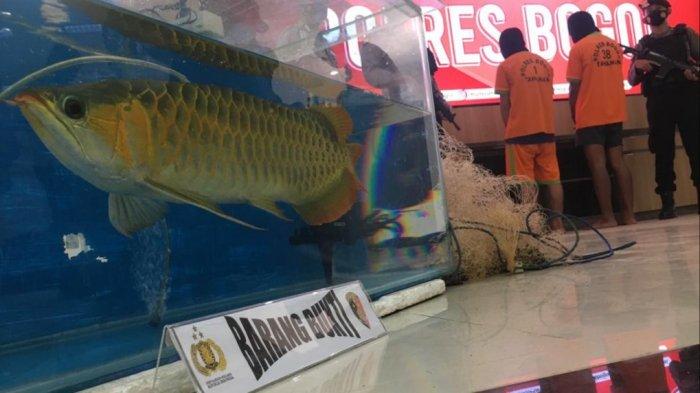 Polres Bogor membekuk pelaku pencurian ikan arwana jenis super red milik pembudidaya ikan inisial KE (68) berlokasi di Cibinong, Kabupaten Bogor yang merupakan salah satu sahabat dari presenter sekaligus youtuber Irfan Hakim.