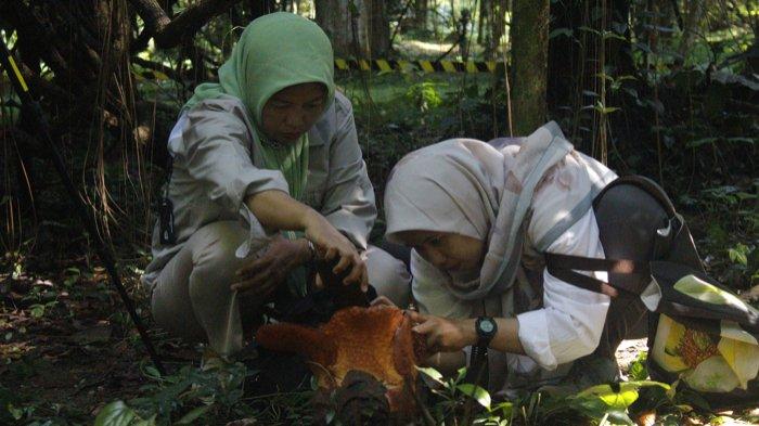 Bunga Raflesia Arnoldi yang muncul pertama kali setalah menunggu 16 tahun lamanya, Rabu (14/9/2022).