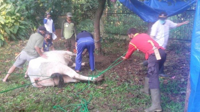 Sapi kurban milik Presiden Joko Widodo akan disembelih di Masjid Kifayatul Abidin komplek Kebun Raya Bogor, Senin (3/8/2020)