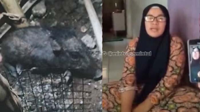 Tuding tetangga pesugihan babi ngepet, 'Nganggur Tapi Duit Banyak', ibu ini tak terima disebut fitnah