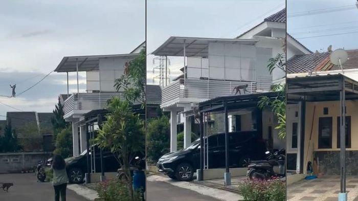 Geger Monyet Liar Masuk Permukiman di Kota Bandung, Damkar Pun Kehilangan Jejak