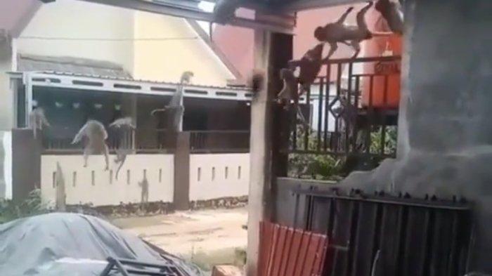 Tangkapan layar video puluhan monyet masuk ke pemukiman warga disebut terjadi di Dago, Bandung. Damkar bilang itu di Martapura.