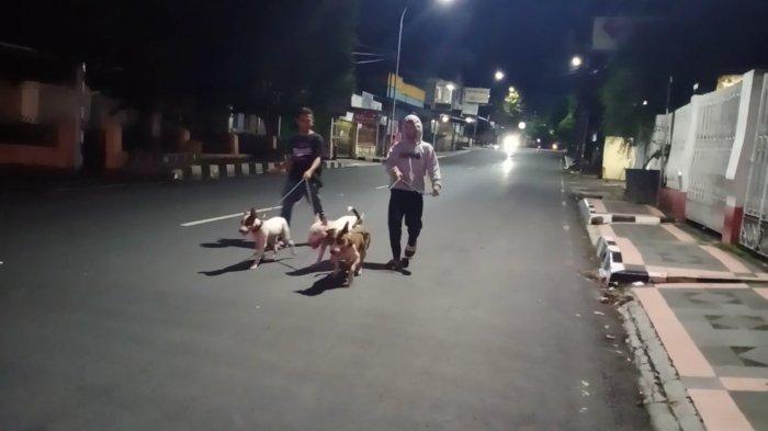 Video Anjing Berburu Video Anjing Berburu