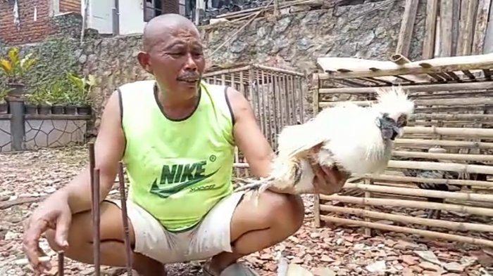 Jajang Suherman warga Kampung Panyindangan RW003 Desa
Sukaratu, Kecamatan Malangbong kaget setelah mengetahui ayam miliknya itu hidup kembali setelah dinyatakan mati dan dikubur.