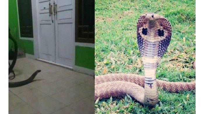 Ilustrasi: ular king kobra masuk rumah