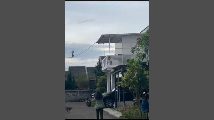 foto-foto penampakan monyet liar yang dalam beberapa hari terakhir sempat meneror warga Kiaracondong dan Antapani hingga Arcamanik Kota Bandung.