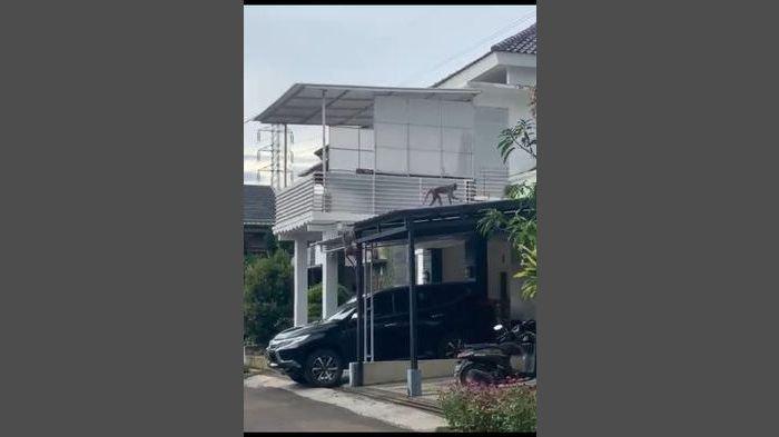 foto-foto penampakan monyet liar yang dalam beberapa hari terakhir sempat meneror warga Kiaracondong dan Antapani hingga Arcamanik Kota Bandung.