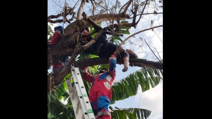 Petugas damkar mengevakuasi seorang pemuda berinisial MRS (20) yang tertidur pulas di atas pohon usai mengkonsumsi sabu dan minuman keras alias miras di Jalan Tiang Bendera V, Kelurahan Roa Malaka, Tambora, Jakarta Barat, pada Jumat (20/1/2023).