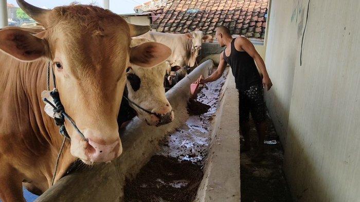 Penjualan hewan qurban di Jalan Cimanuk Timur, Dayung Indramayu, Senin (20/6/2022)