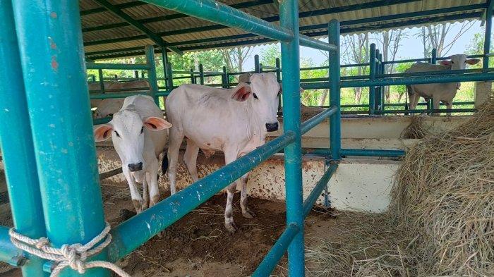 Salah satu peternakan sapi di wilayah Kecamatan/Kabupaten Indramayu, Kamis (25/8/2022)