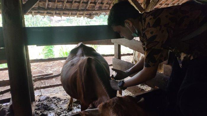 Sapi di peternakan warga di Blok Pancureundang Tonggoh, Kelurahan Babakan Jawa, Kecamatan/Kabupaten Majalengka disuntik multivitamin oleh Dokter Hewan DKP3 Majalengka.