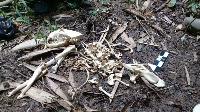 Si Abah, macan tutul penguasa Gunung Sawal ditemukan sudah menjadi kerangka di hutan rakyat di Blok Cipaku Girang Cipaku beberapa hari lalu.