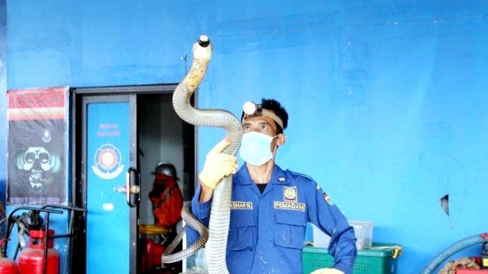 Petugas Damkar Purwakarta, Muhammad Ashar Rizal saat menunjukan ular yang berhasil ia evakuasi di Perumahan Panghegar, Kecamatan Babakancikao, Kabupaten Purwakarta, Kamis (23/9/2021)