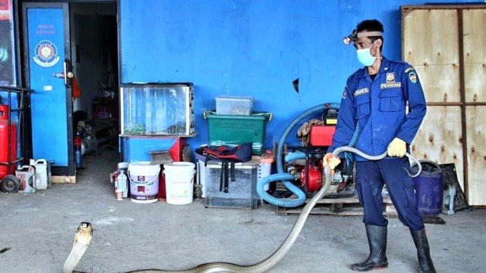 Petugas Damkar Purwakarta, Muhammad Ashar Rizal saat menunjukan ular yang berhasil ia evakuasi di Perumahan Panghegar, Kecamatan Babakancikao, Kabupaten Purwakarta, Kamis (23/9/2021)