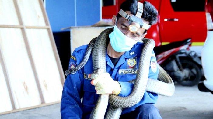 Petugas Damkar Purwakarta, Muhammad Ashar Rizal saat menunjukan ular yang berhasil ia evakuasi di Perumahan Panghegar, Kecamatan Babakancikao, Kabupaten Purwakarta, Kamis (23/9/2021)