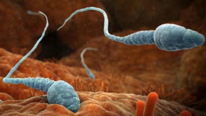 Ilustrasi analisis sperma pria