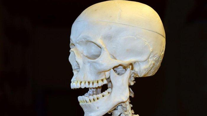 Ilustrasi anatomi rahang yang normal, begini penuturan Dokter Gigi Spesialis Orthodonsia, drg. Ardiansyah S. Pawinru, Sp. Ort (K)
