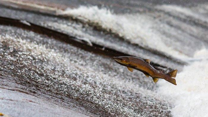 Ilustrasi ikan salmon yang kaya akan omega 3