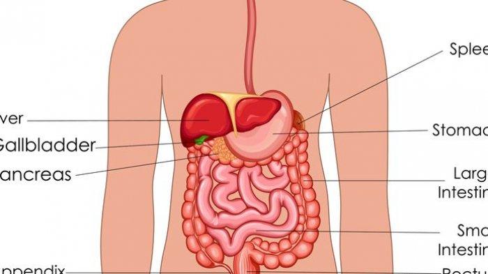 Ilustrasi organ pencernaan manusia