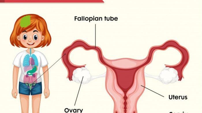 Ilustrasi organ reproduksi perempuan