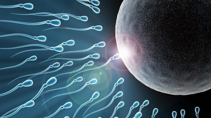 Ilustrasi sperma normal pada pria