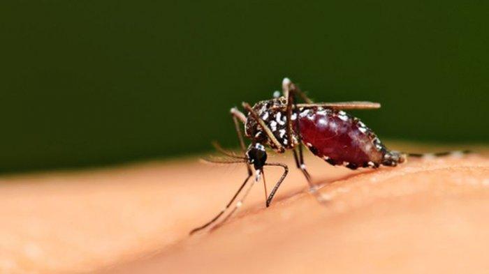 ilustrasi nyamuk aedes aegypthi