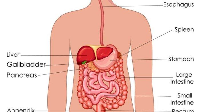 ilustrasi saluran cerna
