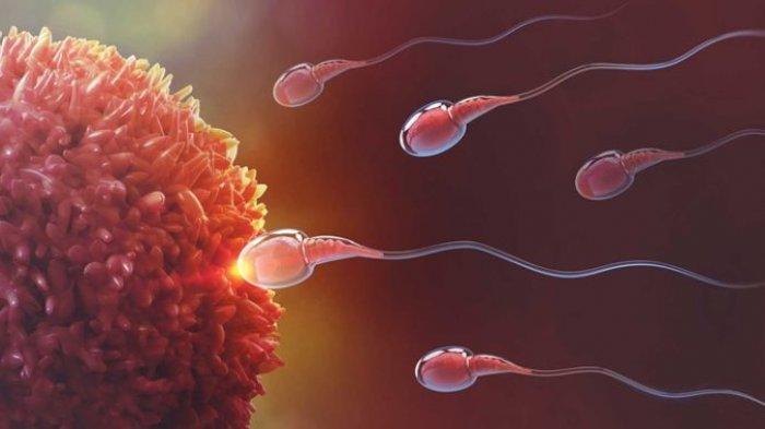 ilustrasi sperma sehat yang tidak terkena paparan pestisida