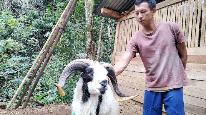 Domba tangkas milik Dadan warga Desa Cibinuang, Kecamatan Kuningan, Kabupaten Kuningan, yang pernah ditawar Rp 50 juta, Rabu (30/11/2022).