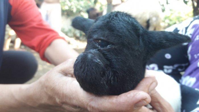 Anak kambing bermata satu di Kampung Burujul, RT 3/3, Desa Cigentur, Kecamatan Tanjungkerta, Kabupaten Sumedang.