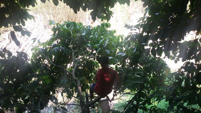 Cuaca Ekstrem Bikin Panen Duku di Ciamis Anjlok hingga 50 Persen, Harganya Pun Menurun b