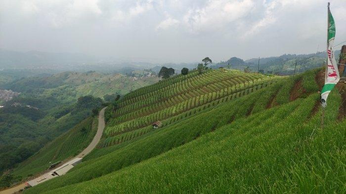 Hijaunya objek wisata Terasering Panyaweuan Majalengka, Senin (27/12/2021).