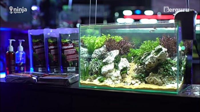 Hobi Aquascape Saat Pandemi Covid19 Kini Jadi Peluang Bisnis, Simak Tips Memulainya b