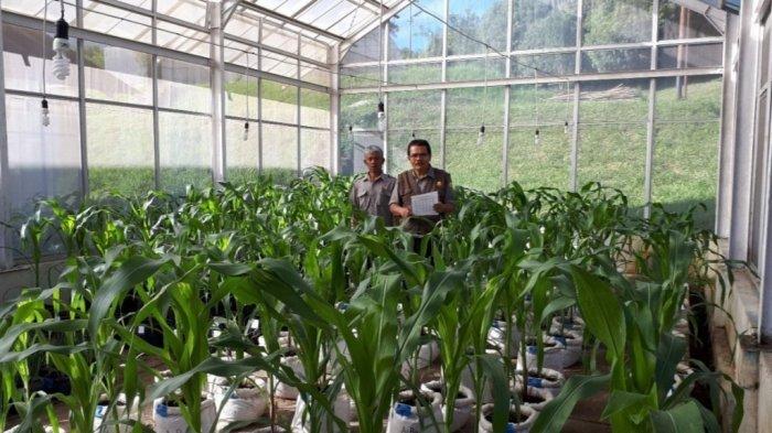 Pemanfaatan FABA untuk perkebunan