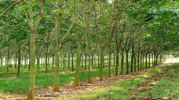 Perkebunan karet PTPN VIII