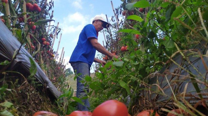 petani sayuran di Kampung Cibodas, Desa Suntenjaya, Kecamatan Lembang, Kabupaten Bandung Barat harga sayuran di pasaran anjlok bahkan terbilang murah dalam beberapa bulan terakhir ini.