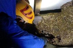Bukan Tangani Kebakaran, Kasus Terbanyak Atasi Serangga, Begini Cara Petugas Damkar Tangani Tawon
