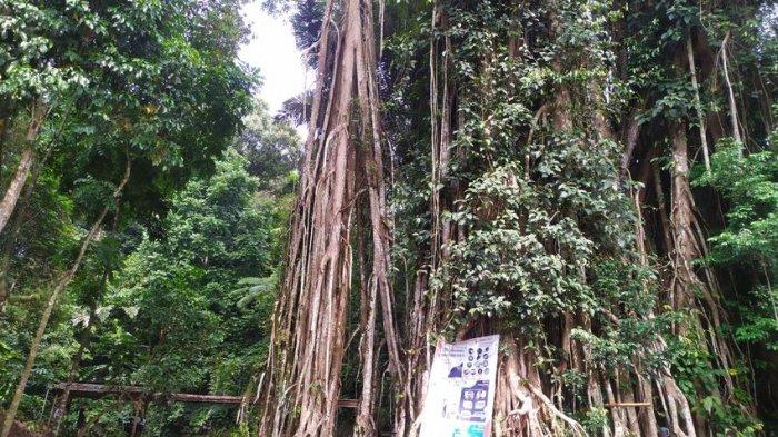 Pohon Karet Munding Berumur Ratusan Tahun