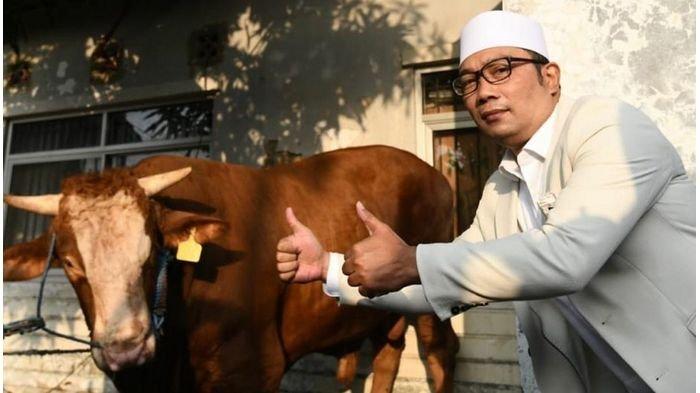 Gubernur Jawa Barat Ridwan Kamil menitipkan hewan kurban berupa sapi seberat hampir satu ton untuk warga penerima di Desa Sukabudi Kecamatan Sukawangi, Kabupaten Bekasi, Jumat (31/7/2020).