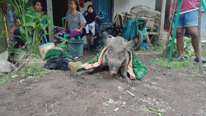 Suasana saat Warga melihat kondisi bagong, diblok Hajaresik Desa Karangpawitan, Kecamatan Padaherang, Kabupaten Pangandaran