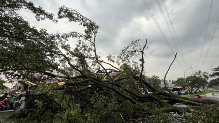 Pohon besar puluhan meter tumbang dan tutup satu jalur di Jalan Raya GDC, Sukmajaya, Kota Depok, Senin (13/6/2022).