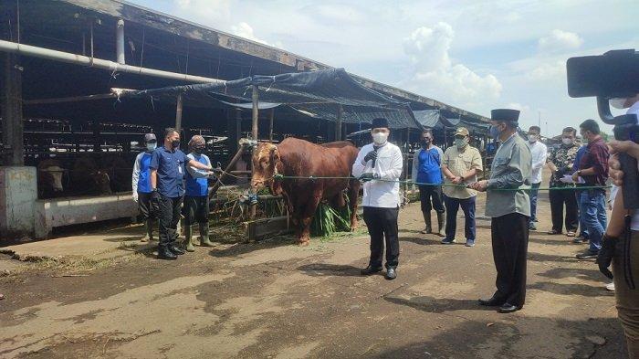 Wakil Gubernur DKI Jakarta Ahmad Riza Patria menyerahkan secara simbolis sapi kurban miliknya untuk disembelih di Rumah Pemotongan Hewan (RPH) Dharma Jaya, Penggilingan, Cakung, Jakarta Timur, Selasa (20/7/2021)