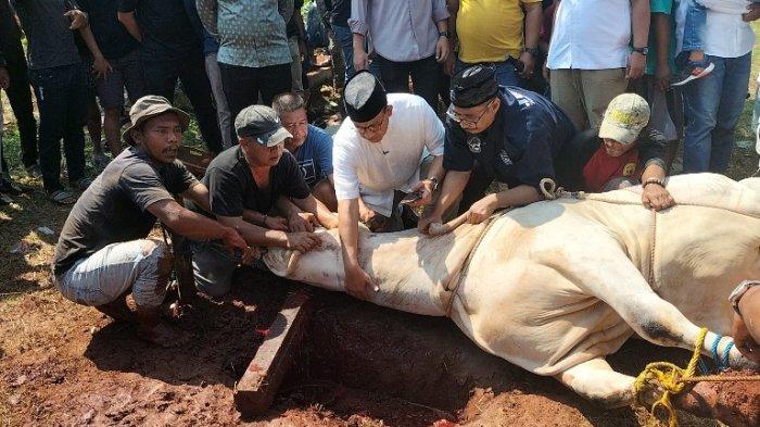 Gubernur DKI Jakarta, Anies Baswedan menyembelih sendiri sapi kurban keluarga di belakang rumahnya di Babul Khoirot, Lebak Bulus, Cilandak, Jakarta Selatan pada Minggu (10/7/2022).