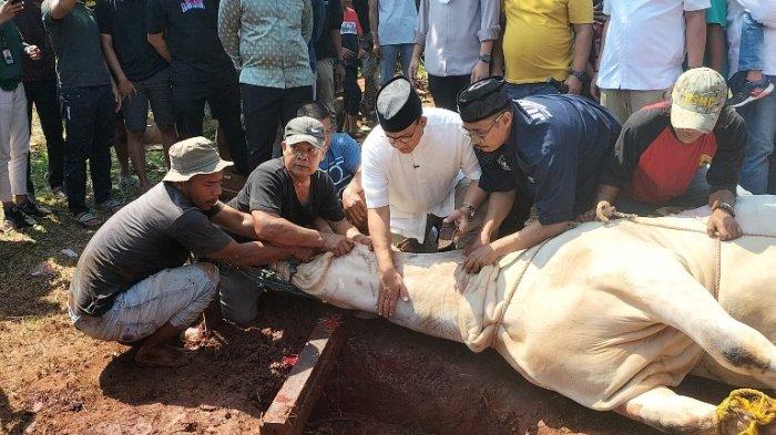 Gubernur DKI Jakarta, Anies Baswedan menyembelih sendiri sapi kurban keluarga di belakang rumahnya di Babul Khoirot, Lebak Bulus, Cilandak, Jakarta Selatan pada Minggu (10/7/2022).
