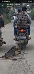 Seekor anjing mengalami penyiksaan di bilangan Jalan Dumpit, Jatiuwung, Kota Tangerang, Senin (1/2/2021) pagi.