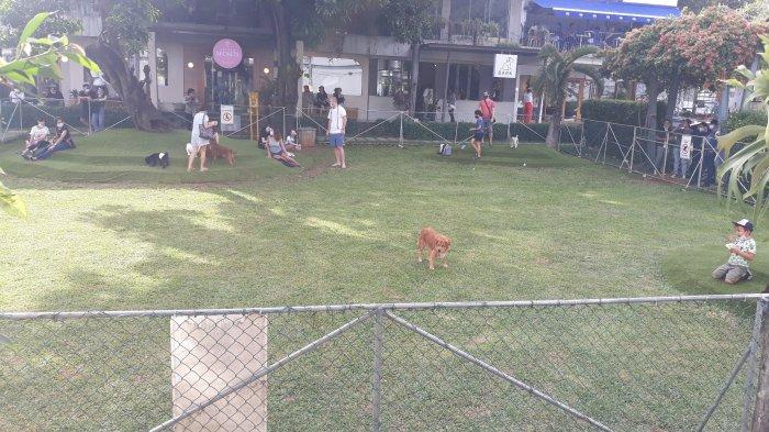 Anjing piaraan bermain di halaman belakang Como Park, Kemang, Mampang Prapatan, Jakarta Selatan pada Sabtu (19/12/2020).