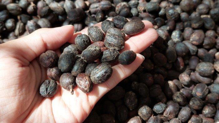 Di Bekasi Coffee Week 2022, pengunjung tak hanya dimanjakan dengan belasan UMKM yang menawarkan berbagai jenis kopi nusantara. Tetapi juga bisa mengetahui informasi terkait proses produksi kopi dari hulu ke hilir.