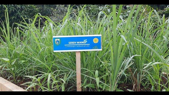 Berwisata ke Agro Eduwisata Ragunan, Anda dapat belajar mengenai berbagai jenis tanaman. Di sini, berbagai jenis tanaman dilengkapi dengan papan nama, juga barcode yang berisi informasi seputar tanaman tersebut.