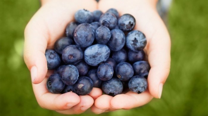 Ilustrasi Blueberries