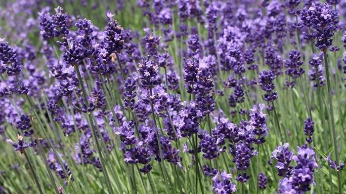 Bunga lavender